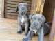 chiot Cane corso à donner 