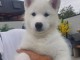 Chiots husky sibérien à donner 