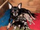 Annonce chiot chihuahua disponible 