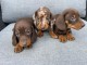 adorable chiot teckel nain arlequin à vendre 