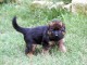 Je donne chiot berger allemand 