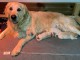 Annonce de chiots golden retriever 