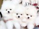 Adoption chiot spitz nain 