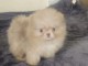 chiots spitz nain disponible 