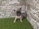 Bouledogue Français – Jolis Chiots