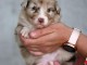 Chiots berger australien lof mâle a donner 