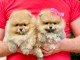adoption chiot spitz allemand 