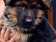 adoption chiot berger allemand 