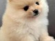 chiots spitz nain disponible lof 
