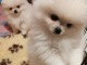 Magnifique chiot spitz allemand a vendre 
