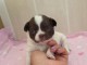 Je donne chiot chihuahua 