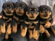 Chiots rottweiler à donner 
