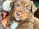 Eosn chiot berger australien 