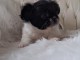 Adoption chiot chihuahua 