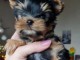 Chiots Yorkshire a donner 