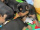 Je donne chiot York disponible 