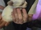 chiot chihuahua à adopter 