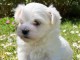Chiots bichon maltais à adopter 