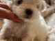 Adoption chiot bichon maltais 