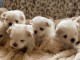 Dons chiot bichon maltais 