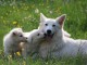 chiots berger blanc suisse à vendre 