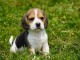 Dons chiot beagle disponible 