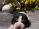 Dons chiot beagle disponible 