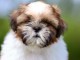Chiots Shih Tzu à donner 