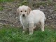 Chiots golden retriever mâle a donner 