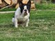 Chiots bouledogue français disponible 