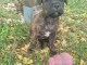 Chiots Staff disponible pour adoption 