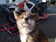 Je donne chiot Akita inu disponible 