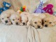Adoption chiot golden retriever 