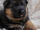 Bébé chiot type berger allemand 