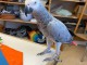 Perroquet gris du Gabon à donner 