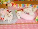 chiot bichon frisé a donner 