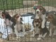 Bébé chiot type beagle disponible 