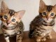 Chaton Bengal disponible pour adoption 