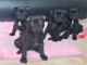 Adorable chiot staff disponible 