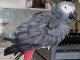 Je donne perroquet gris du Gabon 