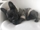 Chiots bouledogue français à donner 