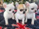 Je donne chiot chihuahua à adopter 