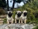 Je donne chiot type carlin disponible 