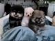 Chiot spitz nain disponible 