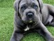 chiot Cane corso à donner 