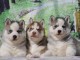 Magnifique chiot husky sibérien 