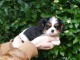 Je donne chiot cavalier king charle disponible 