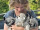 Adopter chiot spitz allemand 