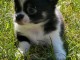 Don chiot chihuahua disponible 