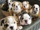 Chiot bouledogue anglais 